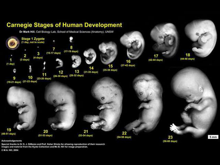 Human Foetal Development